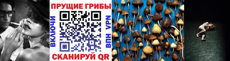 блэк спрут ссылки  Сураж  Псилоцибиновые грибы MAGIC MUSHROOMS 